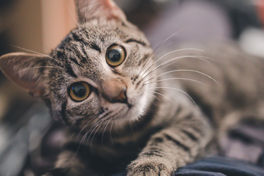 Tử vi hôm nay cho biết tuổi Mão sẽ có một ngày khá êm đềm khi công việc và tài chính đều duy trì trạng thái ổn định 